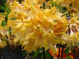 Azalea Clearcreek 3G [Rhododendron 'Clearcreek']